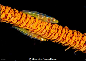 2 small gobi on a gorgona 105mm D300 by Giroudon Jean-Pierre 